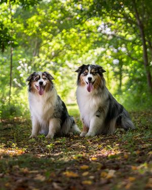 Two blue merle Australian Shepherds sit outside with trees arching over them