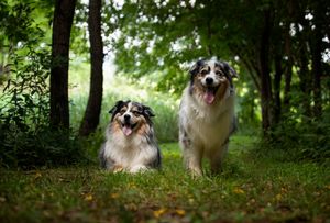 Two blue merle Australian Shepherds next to each other, one standing and one laying down with a grassy field and trees behind them