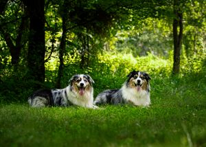 Two blue merle Australian Shepherds laying down in a green wooded area side by side with their tongues out
