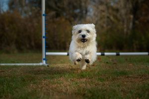 Cairn Terrier in motion jumping over agility jump