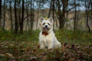 Cairn Terrier standing in a grassy field with trees in the background