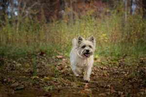 Cairn Terrier walking in a grassy field with trees in the background