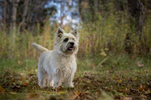 Cairn Terrier standing in a grassy field with trees in the background