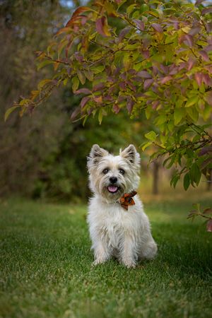 Cairn Terrier sitting next to a bush with leaves arching over her