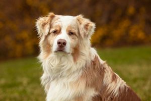 Close up portrait of a red merle Australian Shepherd