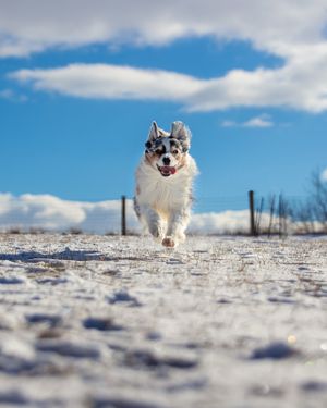 Blue merle Australian Shepherd running towards the camera in the snow in an action shot