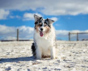 Blue Merle Australian Shepherd sitting in the snow with her ears sticking up