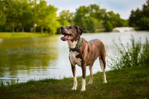 Brindle hound pitbull mix standing in front of a pond in Middletown Park
