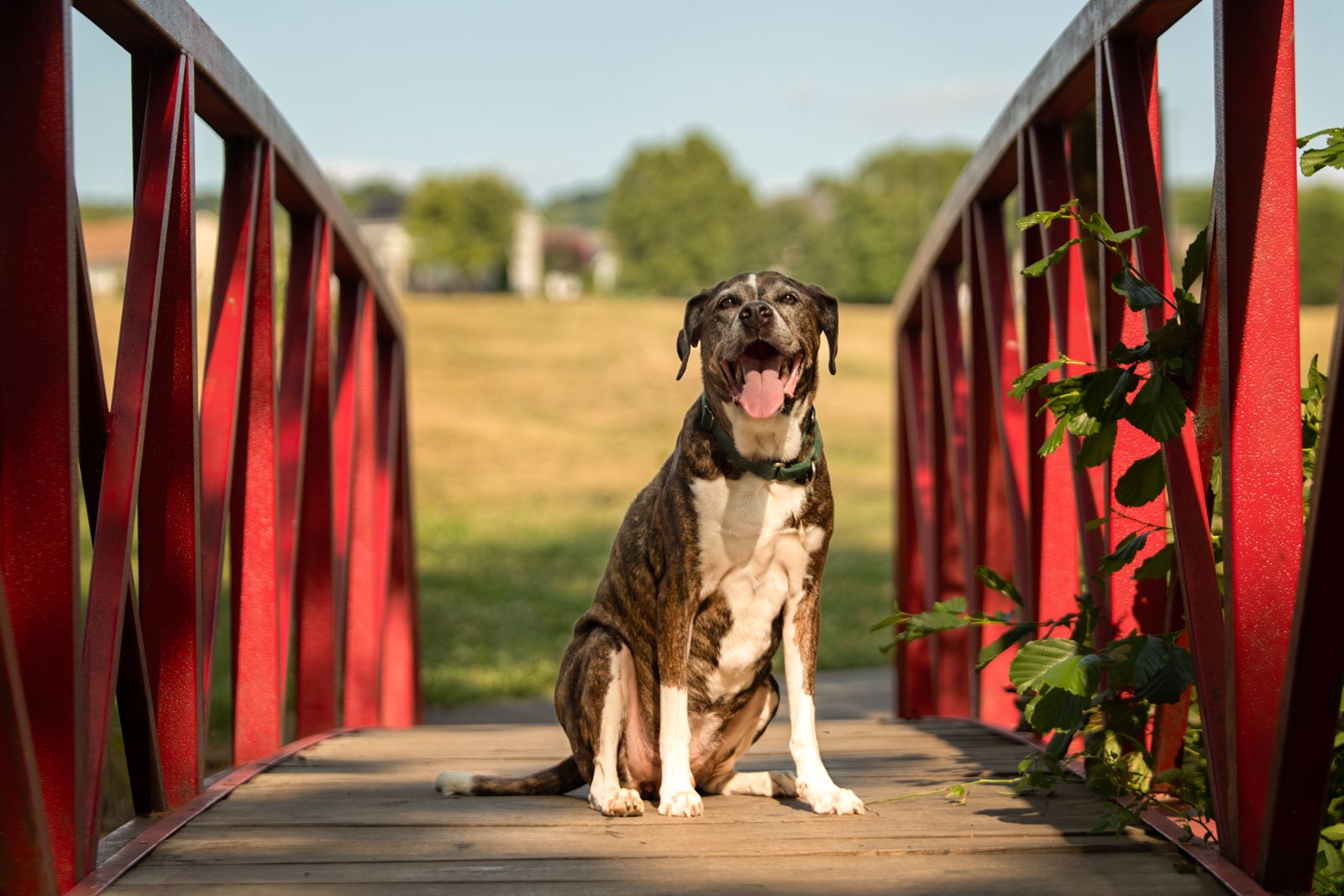 Brindle hound pitbull mix sitting on a red bridge with Middletown neighborhood in the background