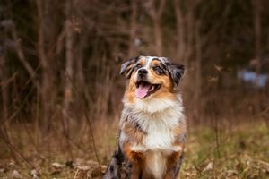Blue merle australian shepherd puppy gazing upwards with her mouth open
