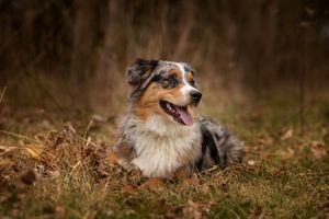 Blue merle australian shepherd puppy laying in the grass with leaves around her