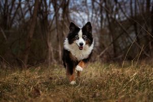 Black tri color Australian Shepherd running towards the camera in an action shot with trees in the background