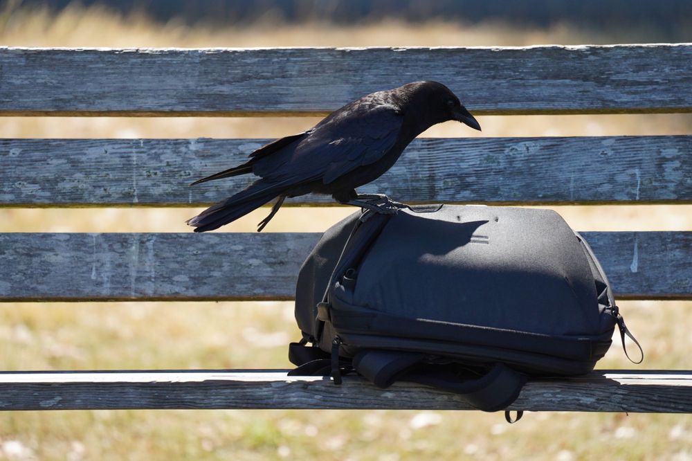 Crow on a backpack