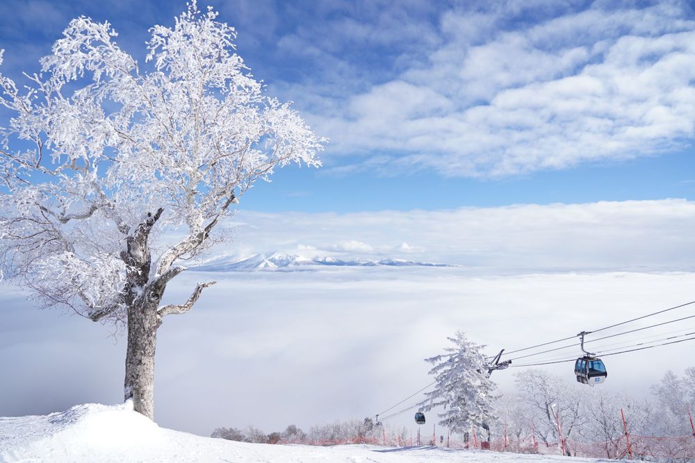 Icy tree at ski summit