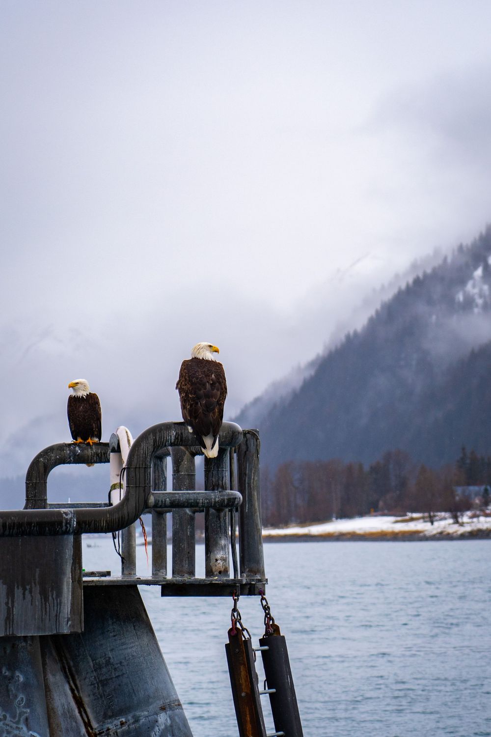 Eagles perched