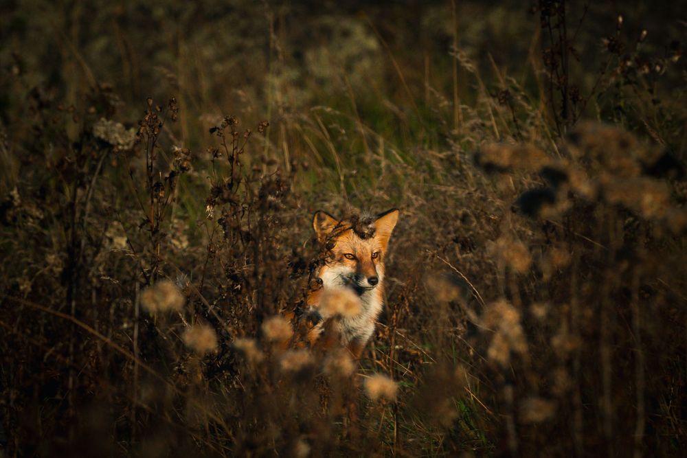 Fox in meadow