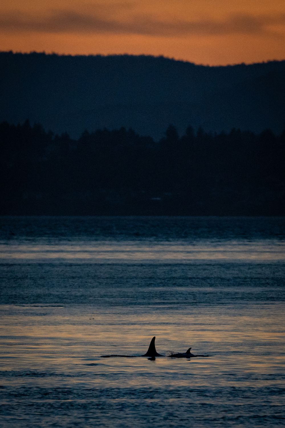 Orca at sunset