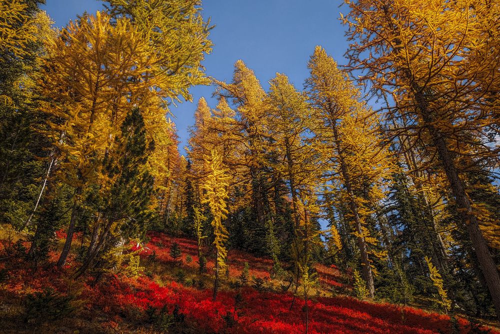 Larches