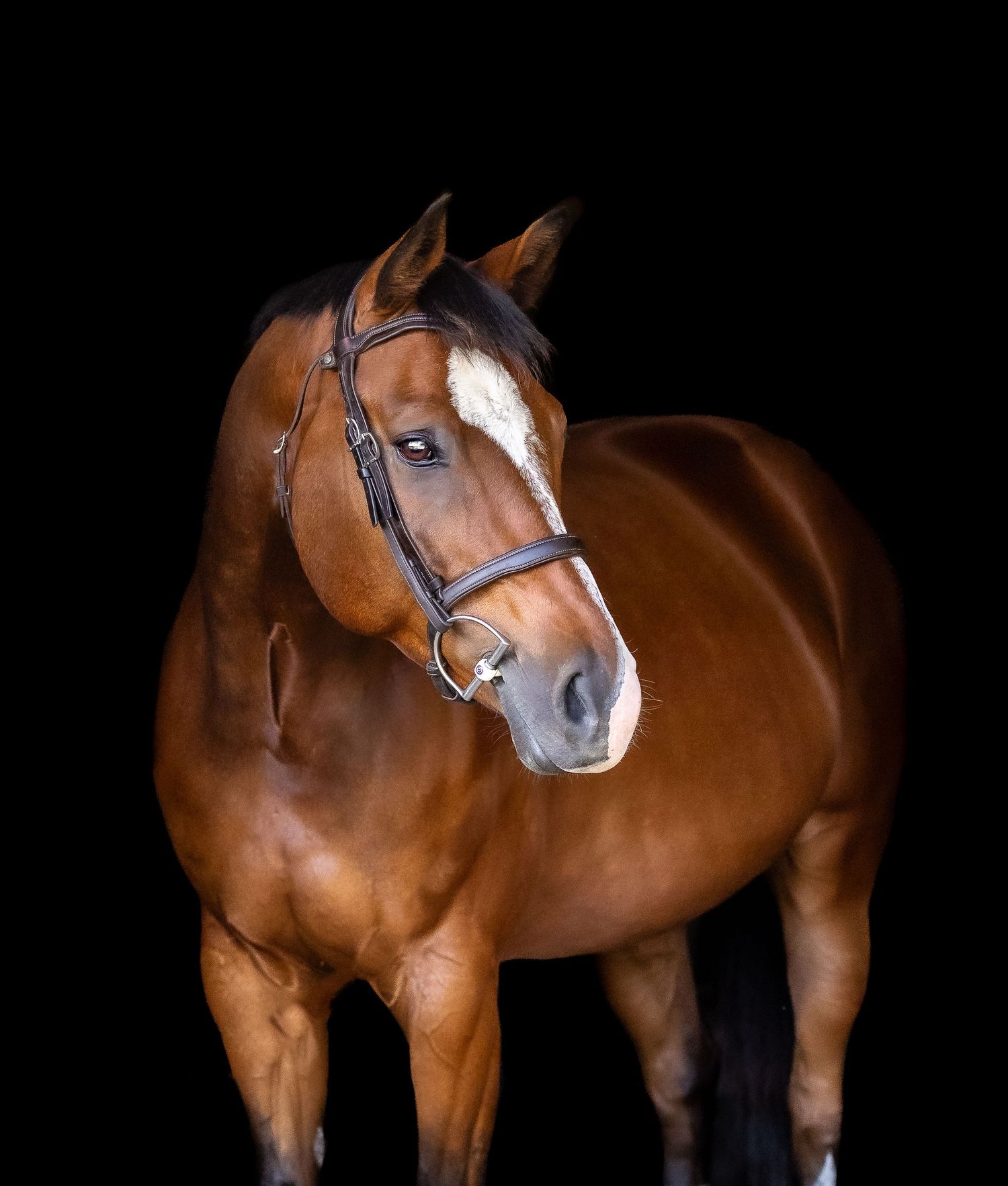 ontario equine photographer, horse fine art, blackbackground photoshoot, bay gelding, uxbridge photographer, kingcity photographer, bridle