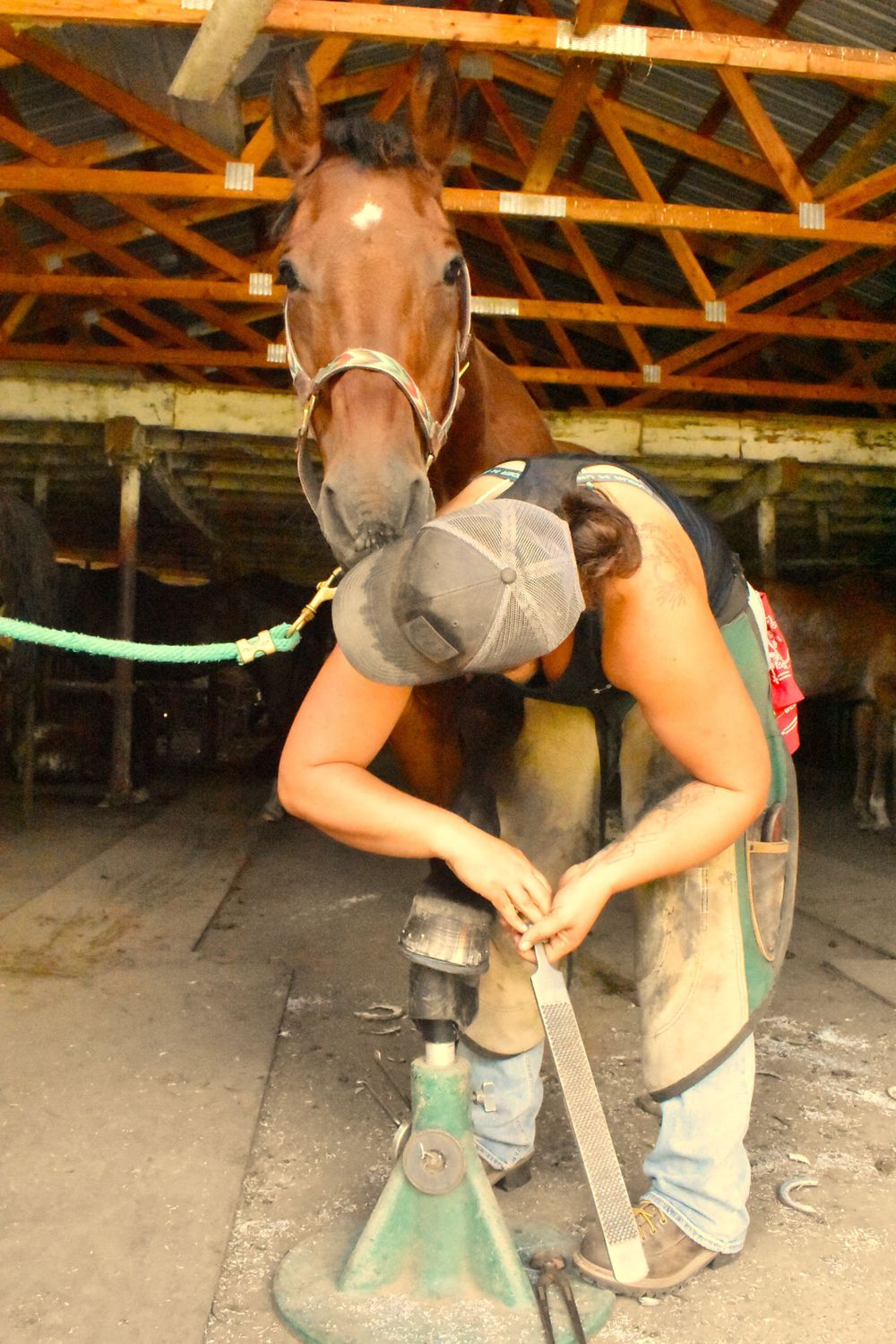 Weaver Horseshoeing ~ Wisconsin Farrier