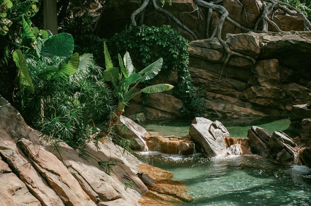A serene water feature with rocks and lush tropical plants creating a peaceful oasis.