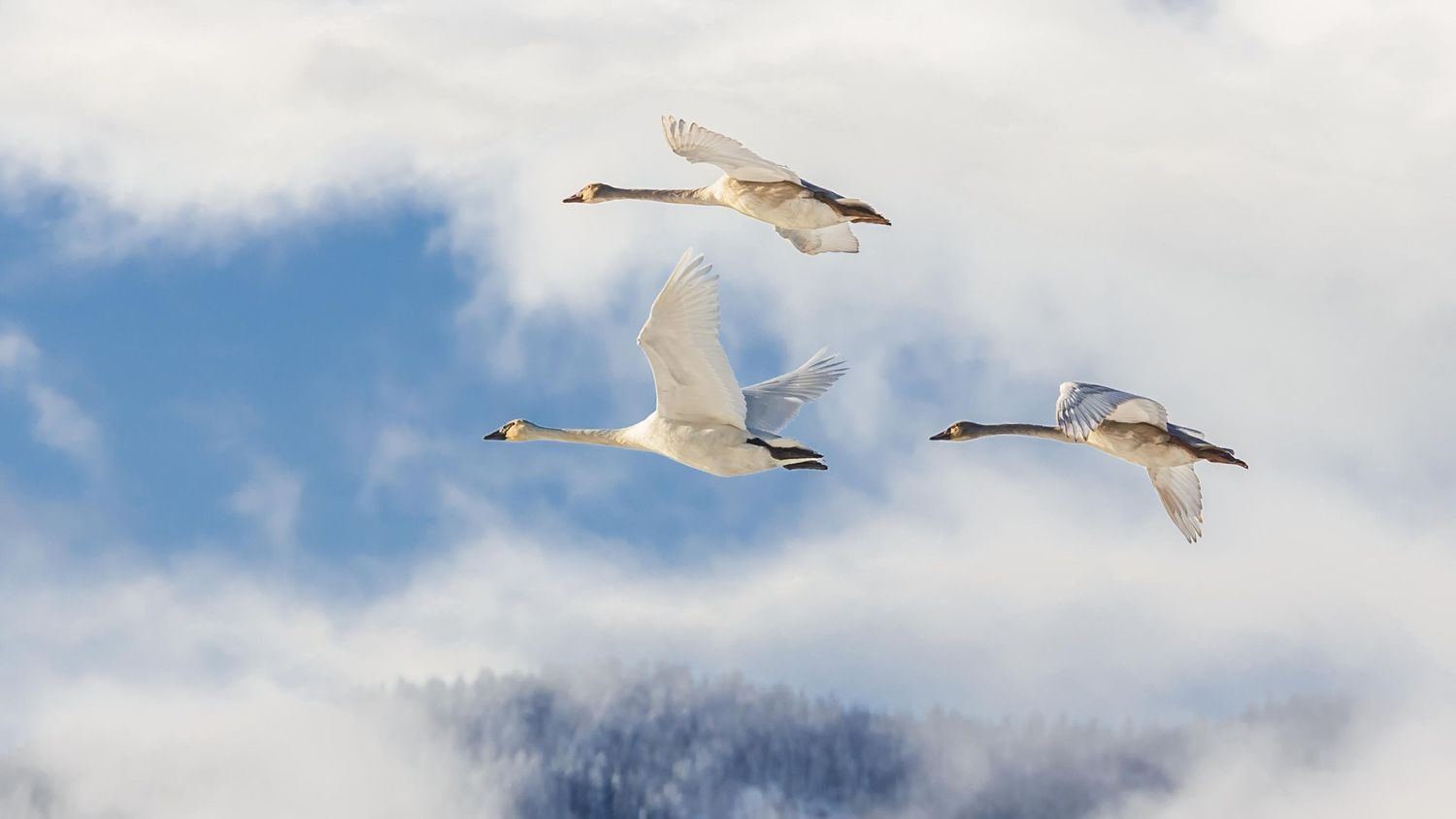 Trumpeter Swans, Pitt Lake, Pitt Meadows, British Columbia