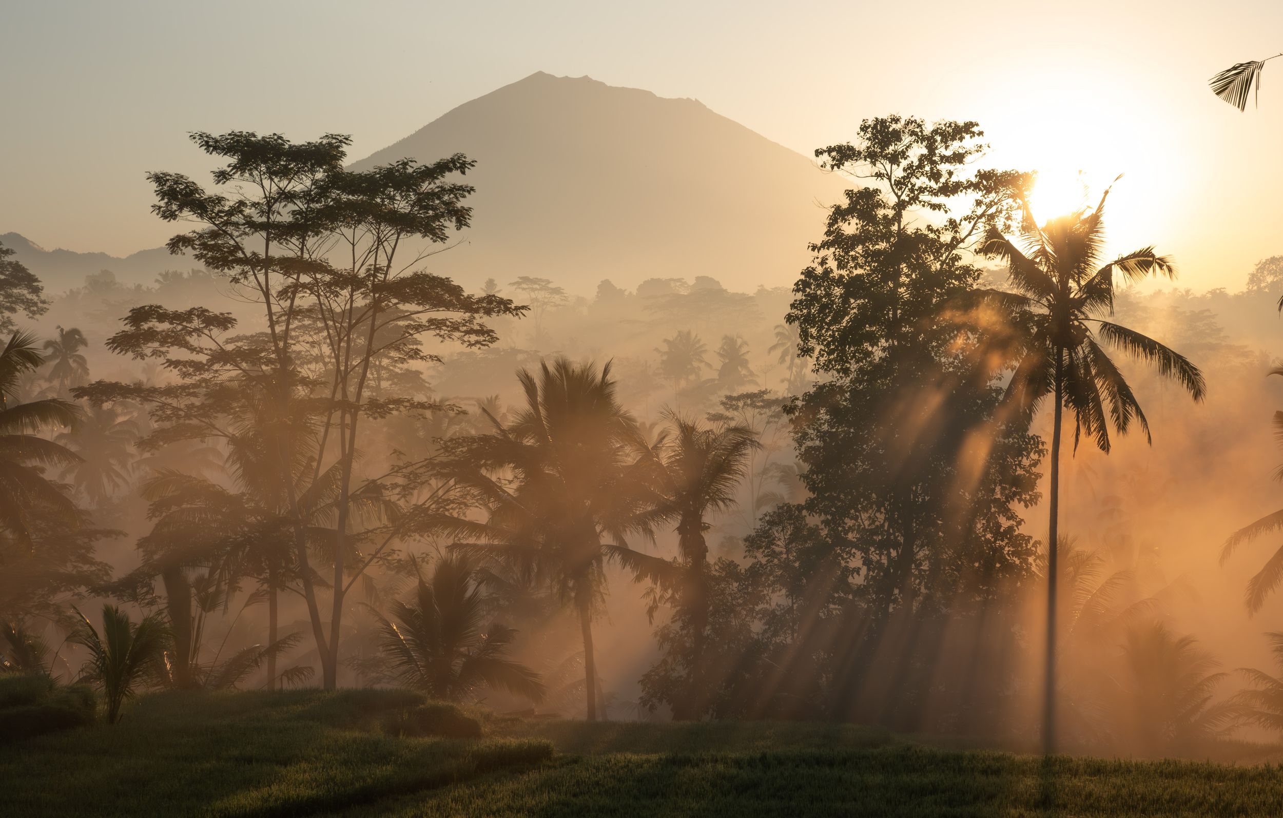 Tropical landscape at sunrise with palm trees creating silhouettes in golden morning light.