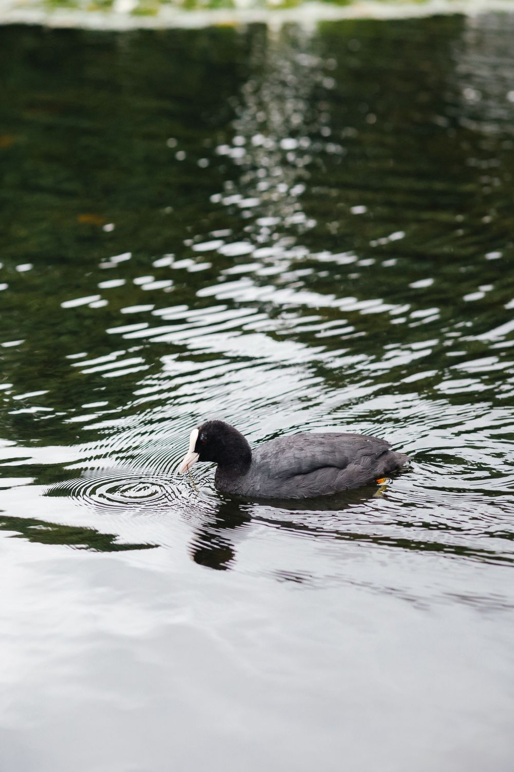 A black coot bird swimming on a calm reflective green pond creating ripples in the water.