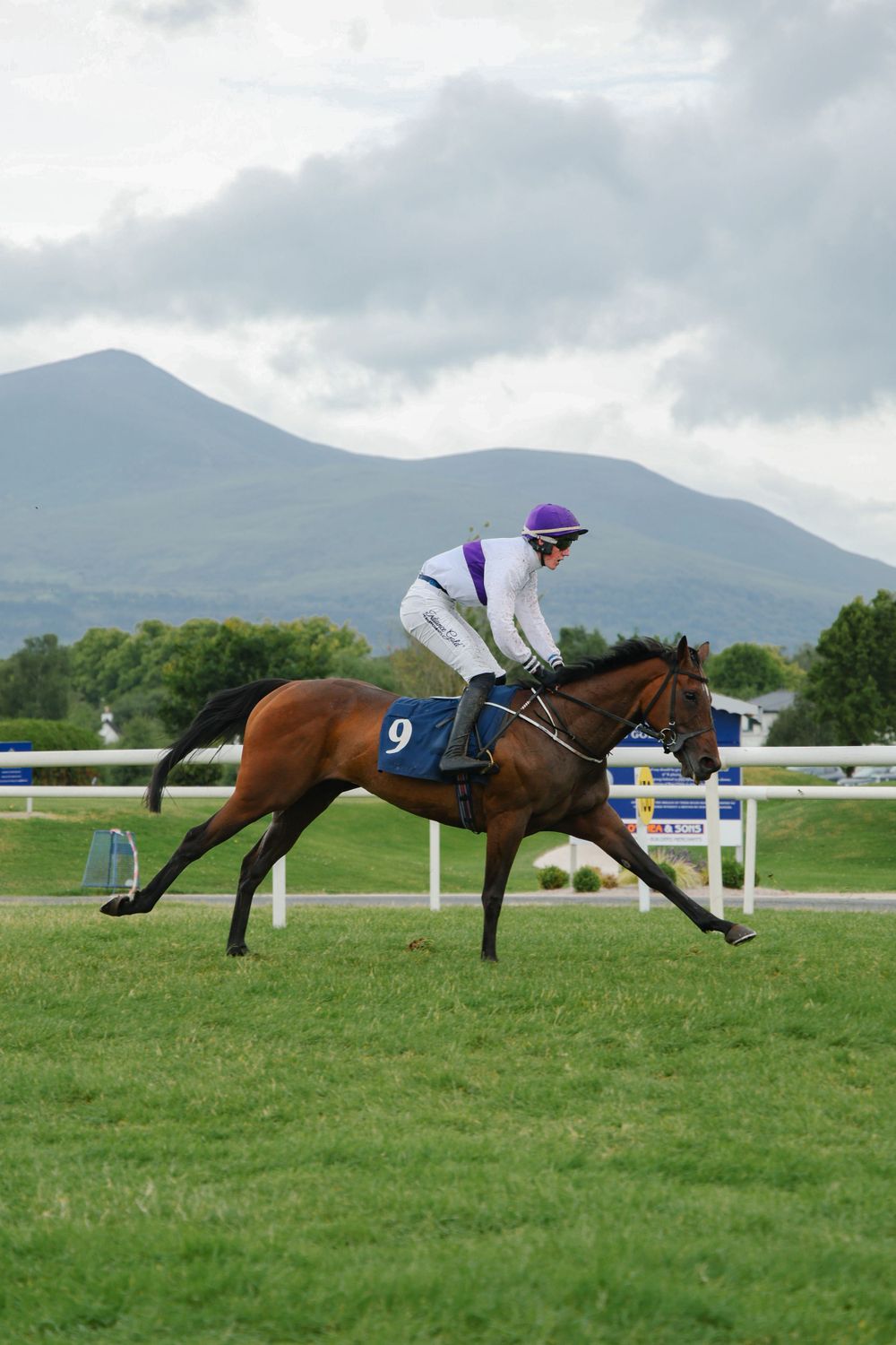 Jockey in purple and white silks riding bay horse number 9 on a green racecourse with mountains behind.