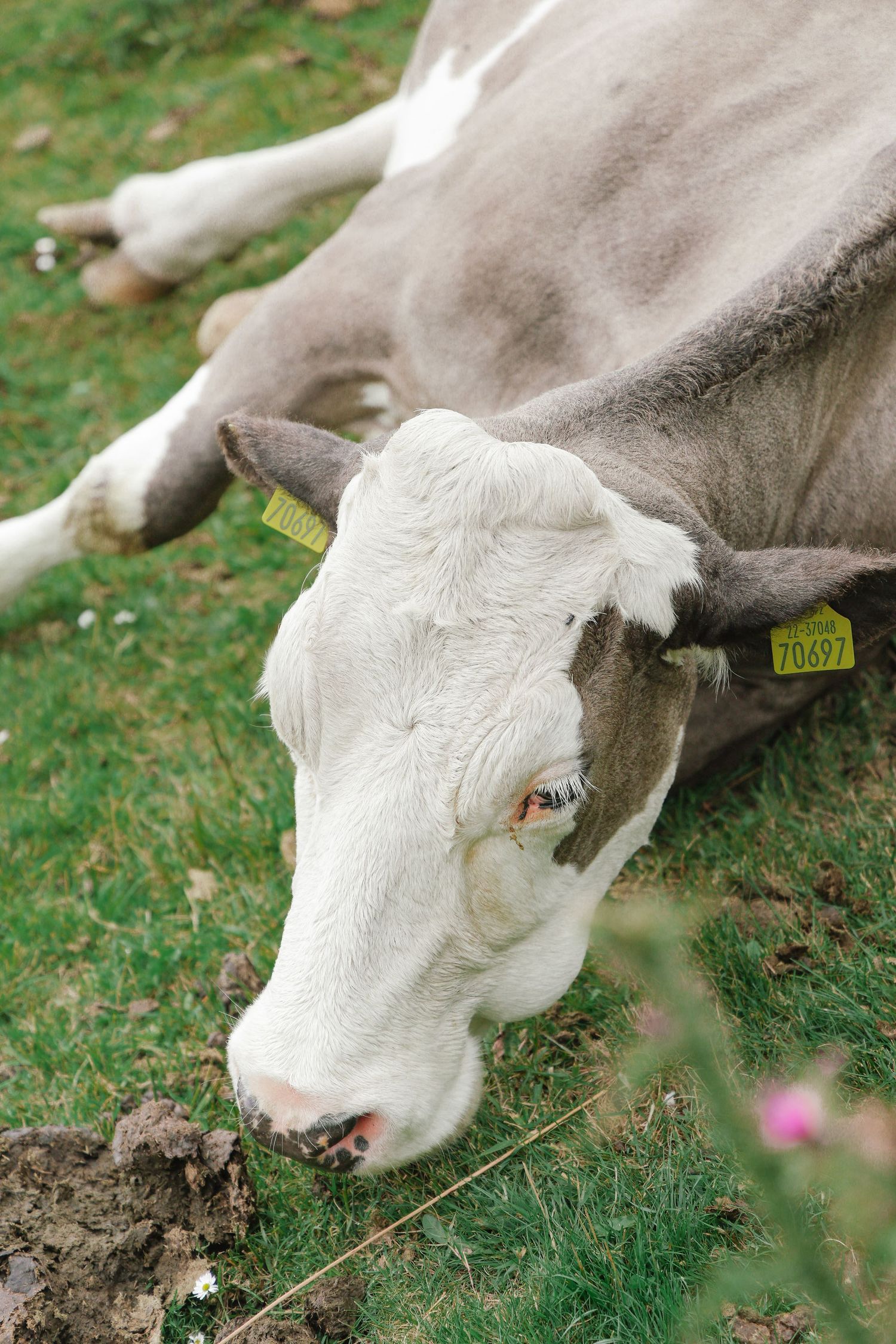 A white and grey cow with yellow ear tags resting on green grass in a field.