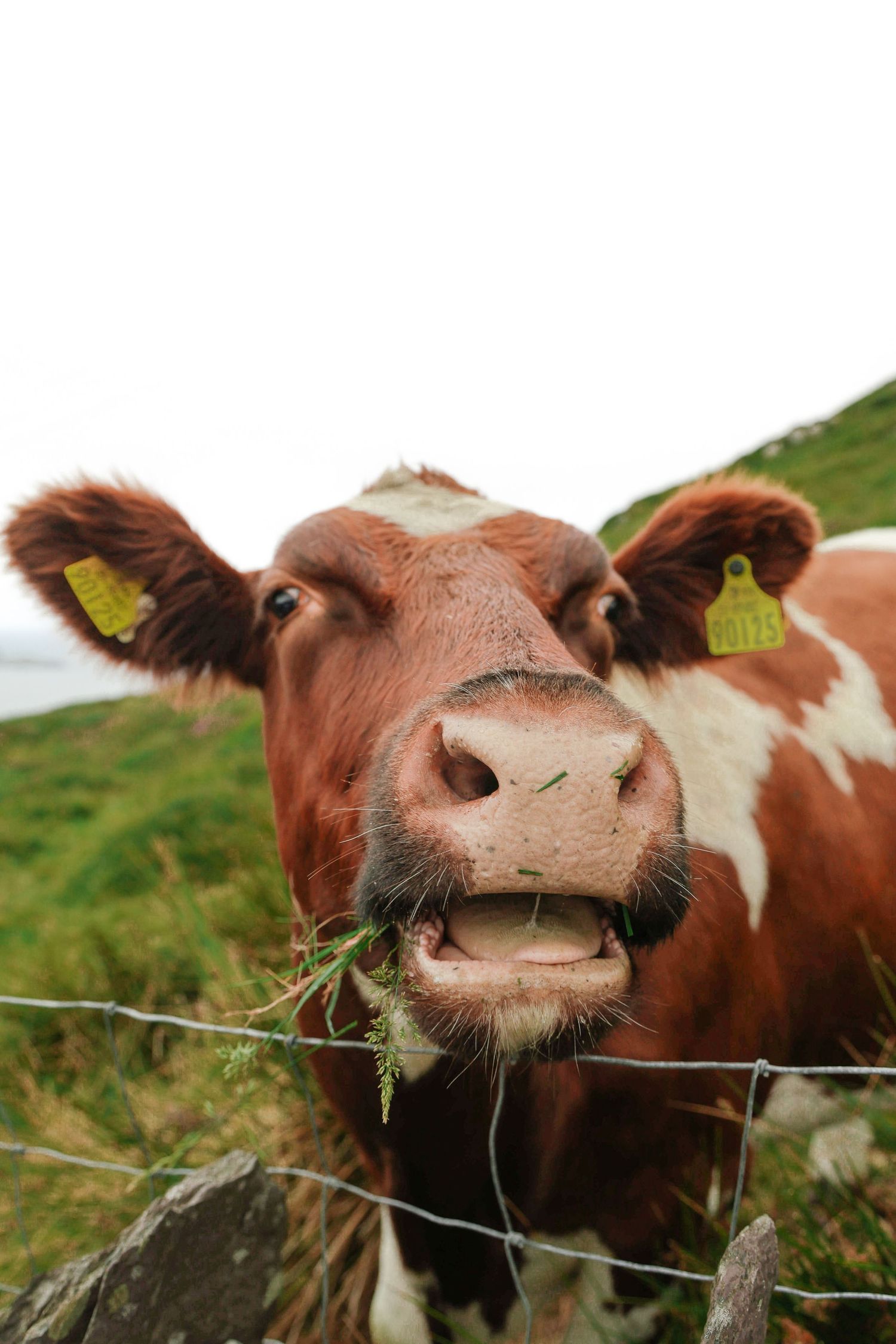 Close-up of a brown and white cow with yellow ear tags chewing grass behind a wire fence.