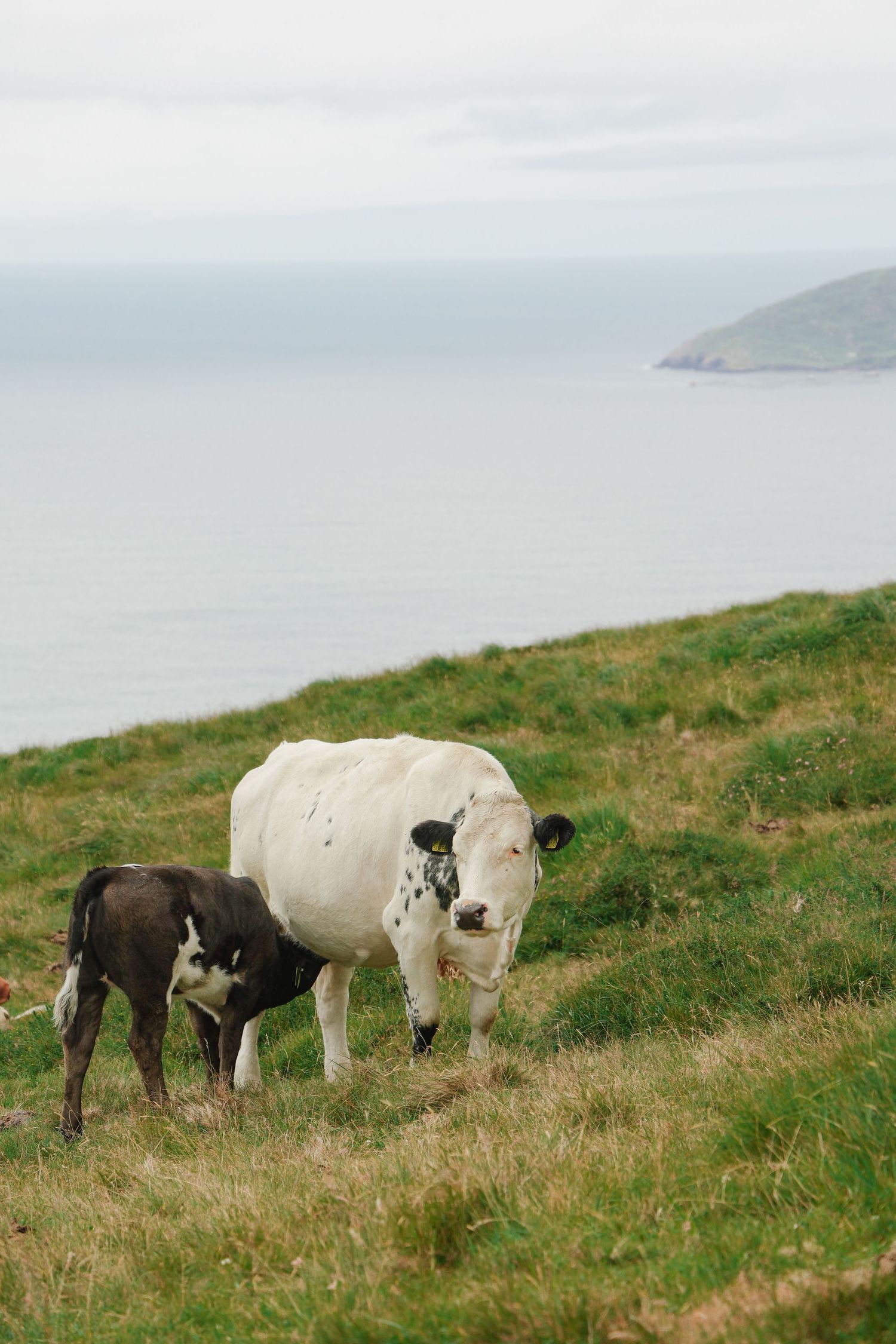 A white cow and dark calf grazing on a green hillside with a scenic ocean view behind them.