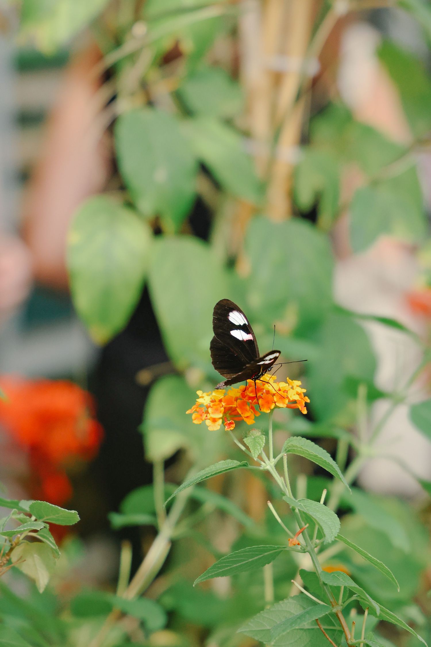 A black and white butterfly with white spots perches on bright orange lantana flowers in a garden.