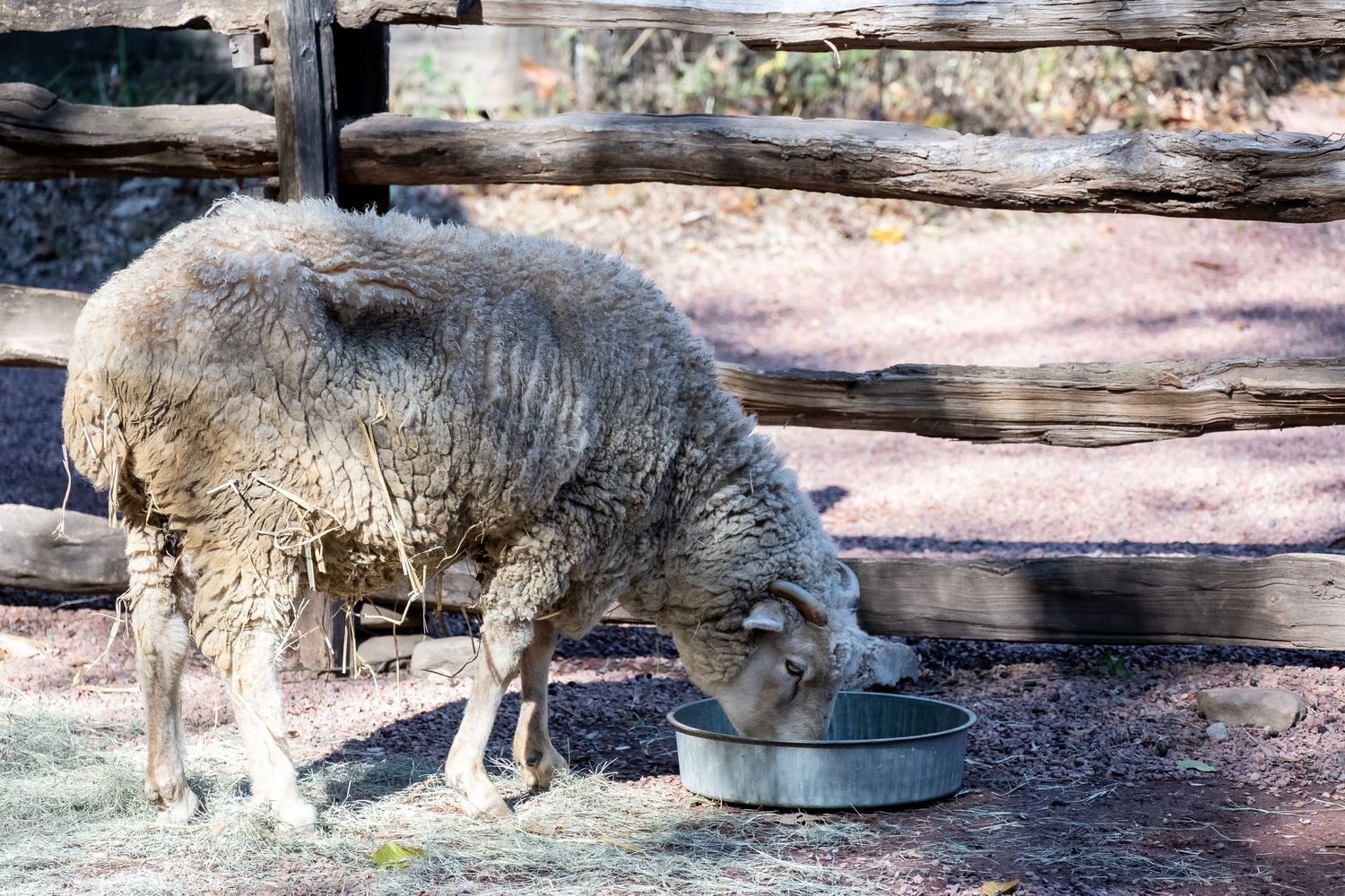 A woolly sheep drinking water from a metal bowl near wooden fence posts.