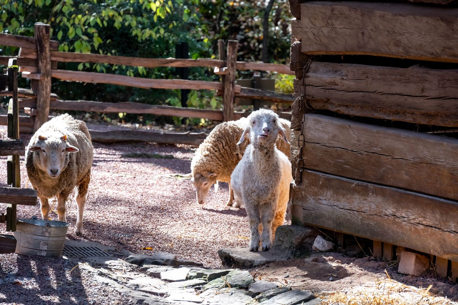 Sheep standing in a rustic farm enclosure with wooden fencing.