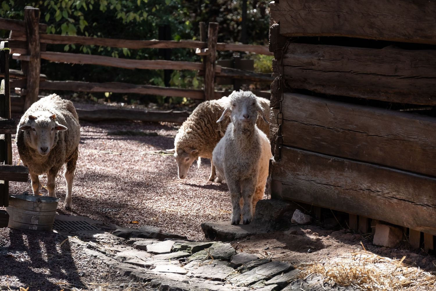 Three sheep grazing in a fenced farmyard area near a wooden building.