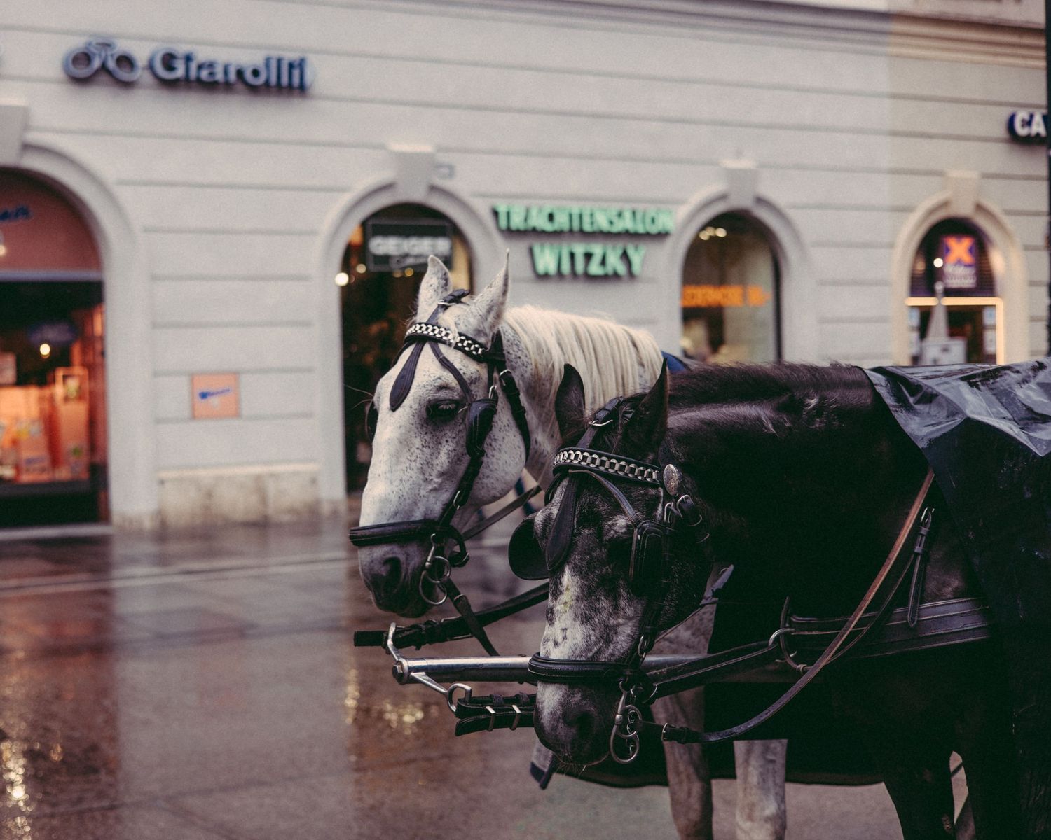 Horse in the Rain