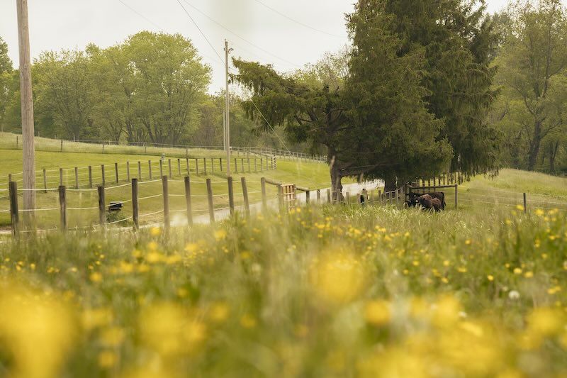 Green pasture with yellow wildflowers blooming in the foreground on a sunny spring day at shady elms farm and wedding venue.