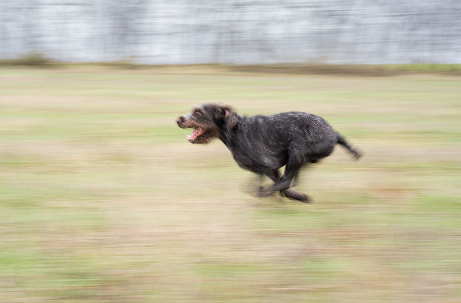 Hund der løber over mark
