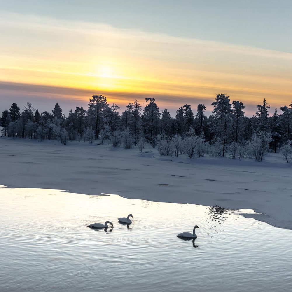 Three ducks swim in a winter lake during sunset with snow-covered trees and golden sky in the background.