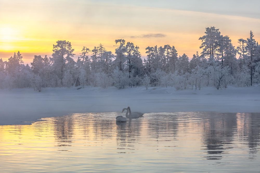 A swan glides across a misty winter lake at sunset with snow-covered trees silhouetted against an orange sky.