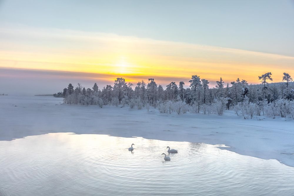 Two swans gracefully swim in a misty winter lake at sunset with snow-covered trees silhouetted on the horizon.