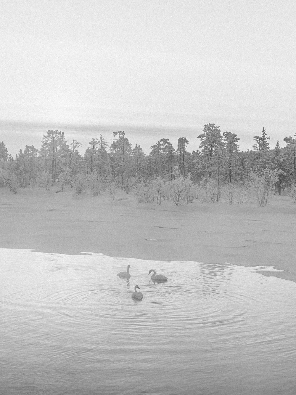 A sequence of five black and white images showing geese swimming across a misty lake with trees in the background.