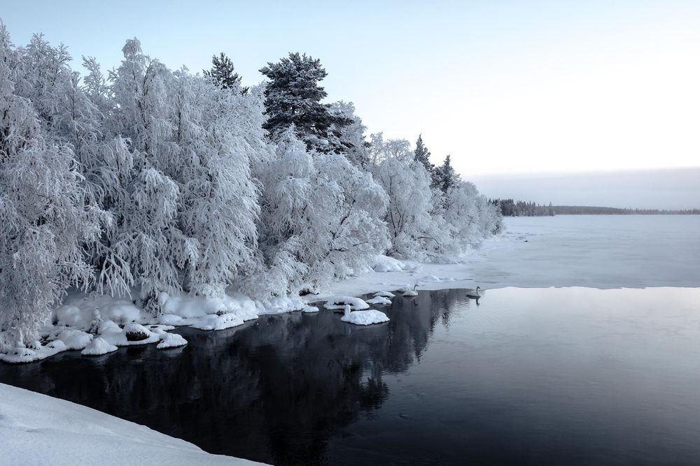Snow-covered trees line a serene lakeshore with dark water reflections creating a peaceful winter landscape.