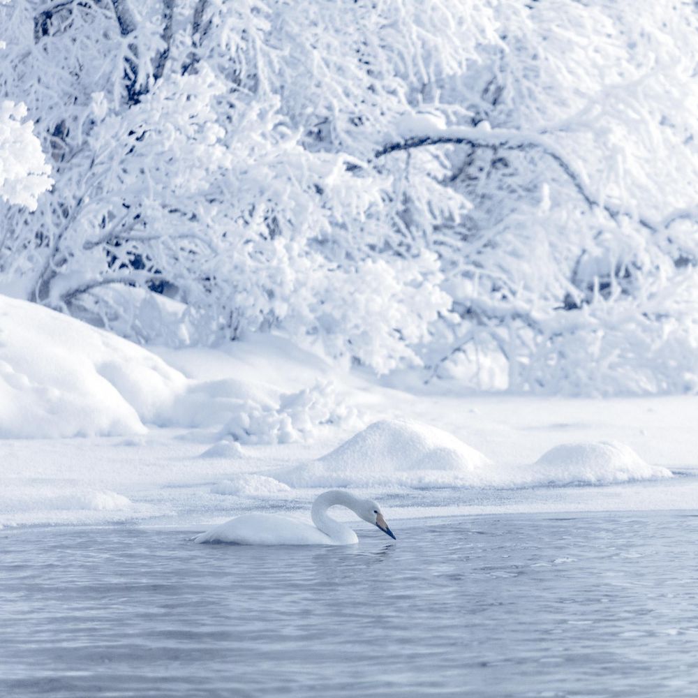 A dolphin leaps out of icy waters surrounded by snow-covered trees and winter landscape.