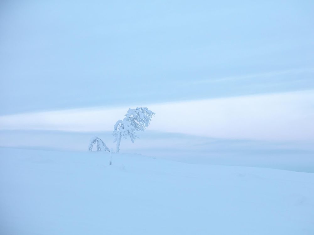 A snow-covered plant stands alone against a misty winter landscape in ethereal blue tones.