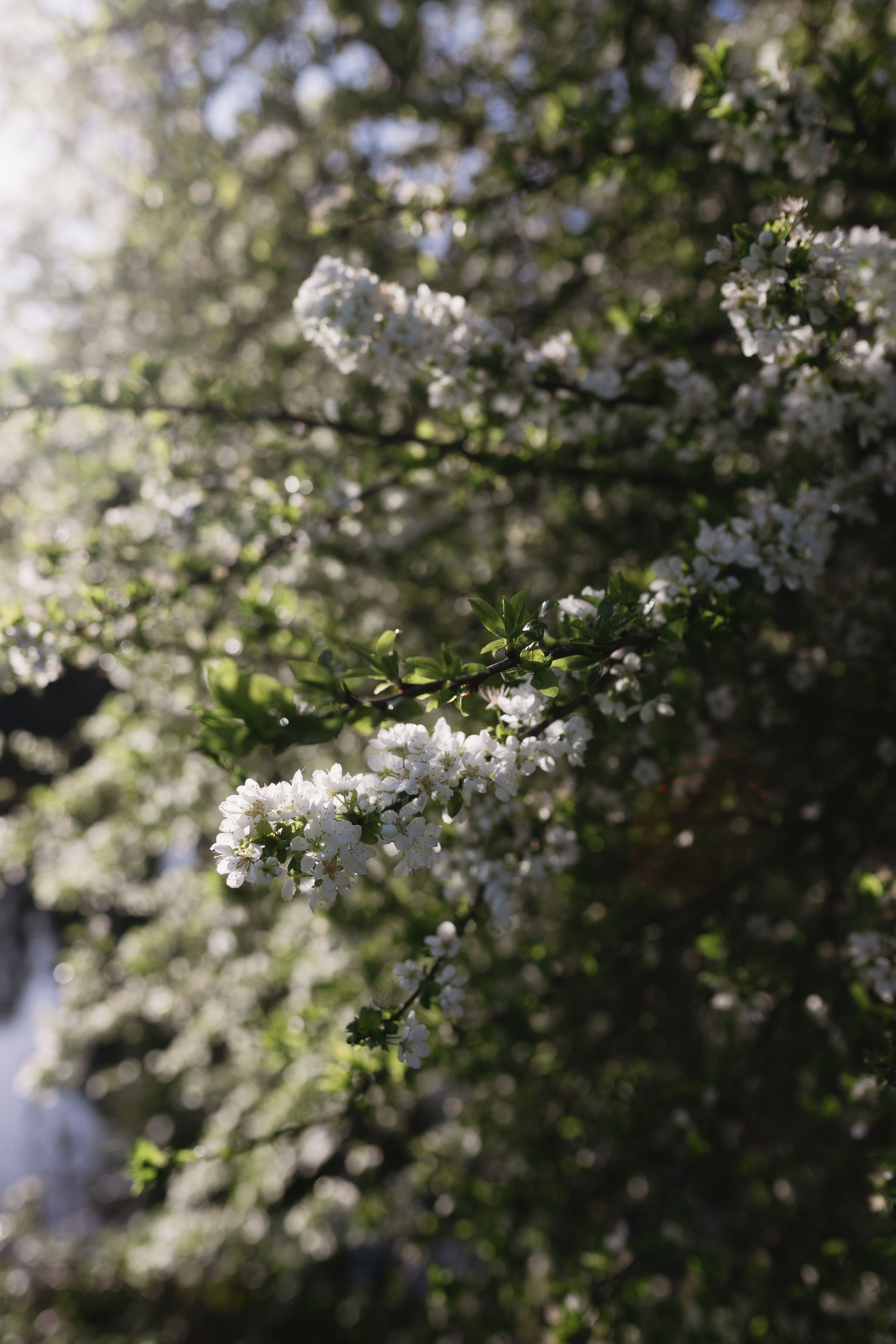 White spring blossoms blooming on tree branches in soft natural sunlight with bokeh effect.