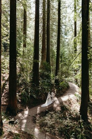 A winding forest trail through tall evergreen trees with dappled sunlight filtering through the canopy.