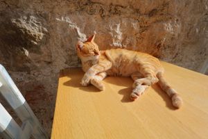 Orange cat stretches out lazily on a yellow surface in warm sunlight.