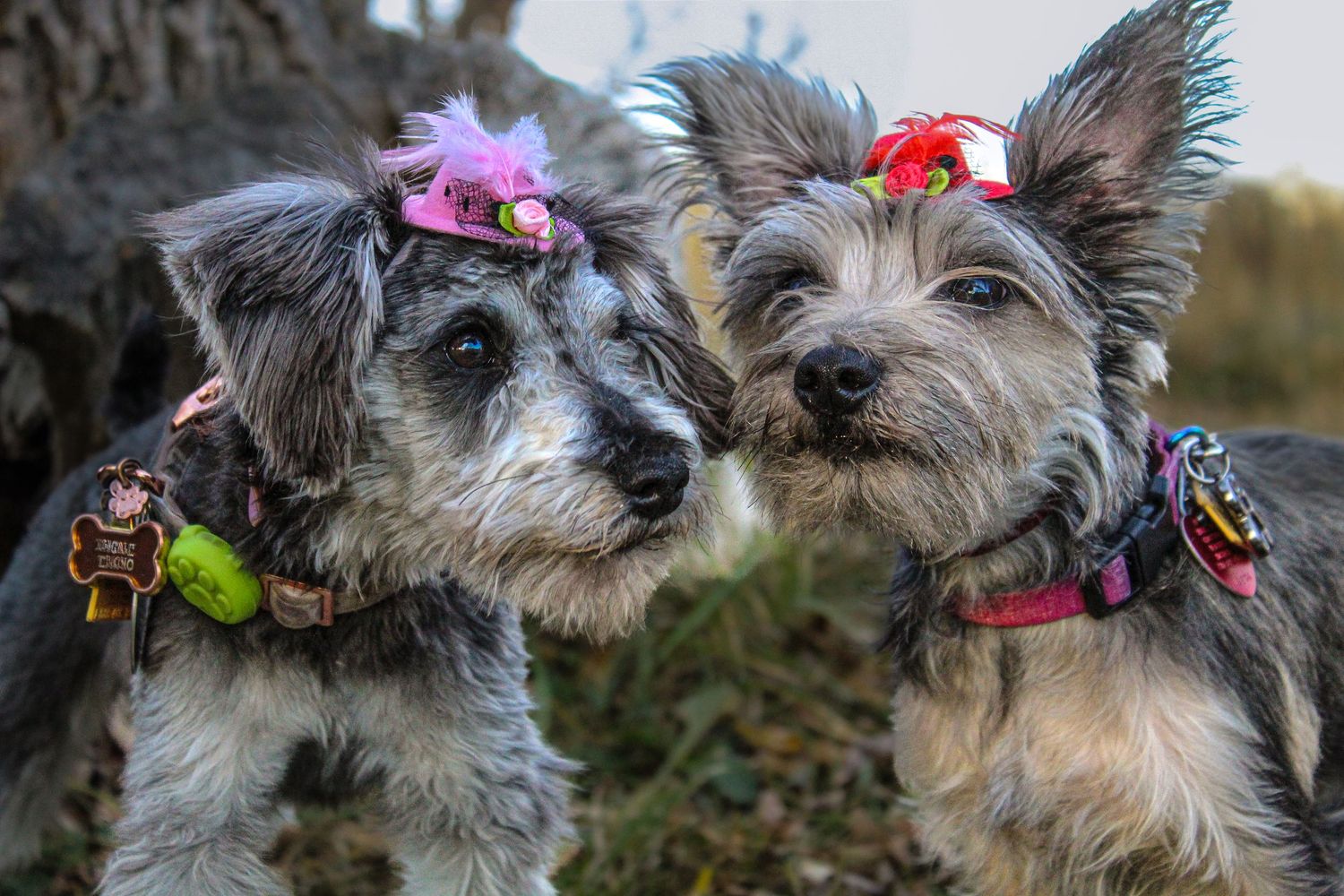 Two small scruffy terrier dogs wearing colorful flower accessories and decorative collars outdoors.